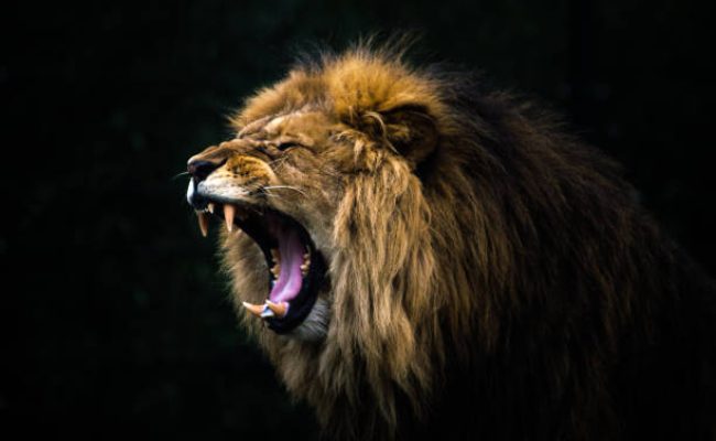 a roaring lion, isolated from its background.